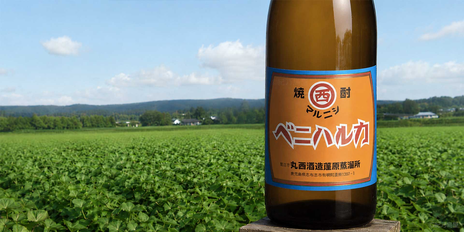 マルニシ　ベニハルカ《芋焼酎》