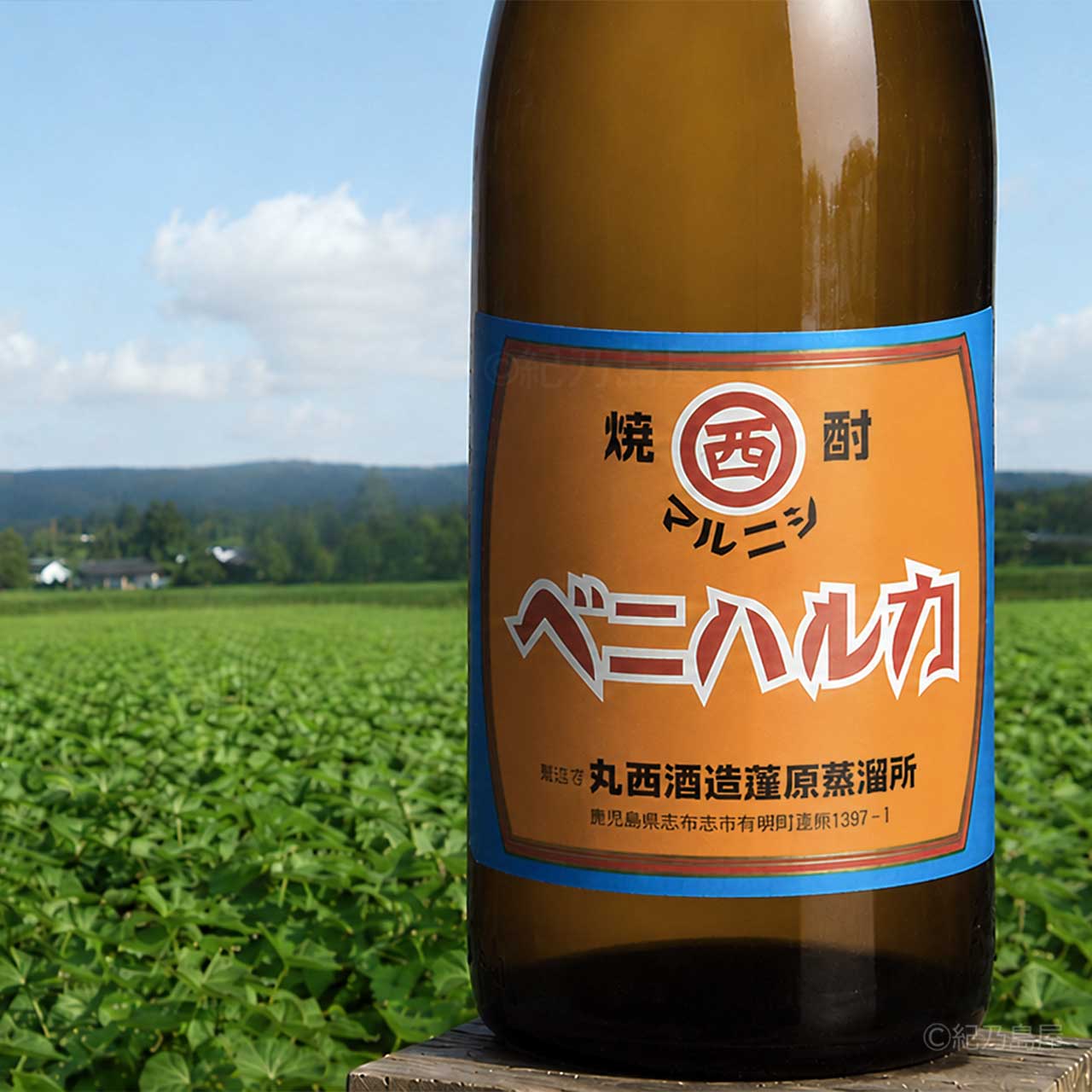 マルニシ ベニハルカ《芋焼酎》丸西酒造【紀乃島屋】鹿児島芋焼酎通販